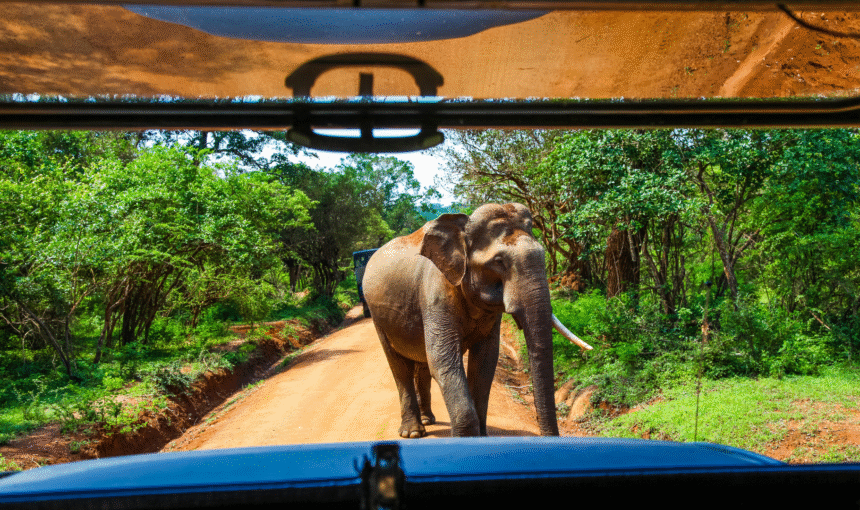 Yala Safari Guide—Discover Sri Lanka’s Wild Side